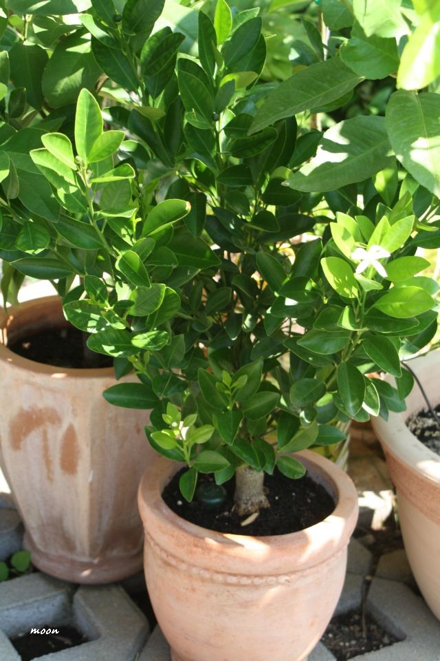 Calamondin - Citrofortunella mitis